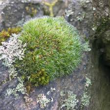 Attēlu rezultāti vaicājumam “Grimmia pulvinata sporophyte”