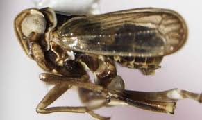 Attēlu rezultāti vaicājumam “Javesella pellucida male”