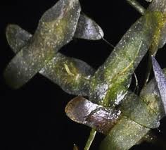 Attēlu rezultāti vaicājumam “Lemna trisulca”