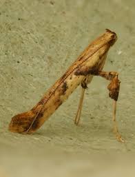 Attēlu rezultāti vaicājumam “Caloptilia hemidactylella”