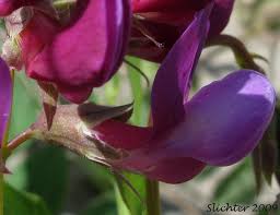 Attēlu rezultāti vaicājumam “Lathyrus japonicus subsp. maritimus flower”