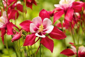 Image result for Aquilegia