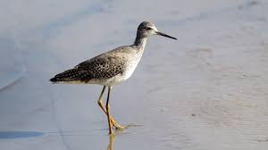 Attēlu rezultāti vaicājumam “Flaviporus citrinellus”