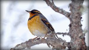 Image result for Ixoreus naevius