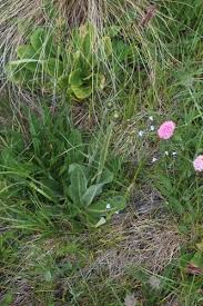 Attēlu rezultāti vaicājumam “Hypochaeris maculata leaf”