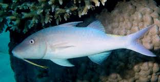 Image result for Parupeneus cyclostomus