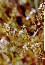 Attēlu rezultāti vaicājumam “Veronica anagallis-aquatica”