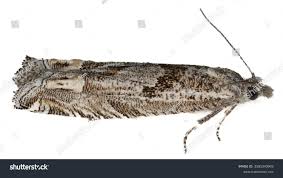 Attēlu rezultāti vaicājumam “Eucosma aspidiscana”