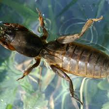 Attēlu rezultāti vaicājumam “Gryllotalpa gryllotalpa”