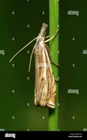 Attēlu rezultāti vaicājumam “Crambus lathoniellus”