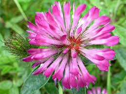 Attēlu rezultāti vaicājumam “Trifolium medium flower”