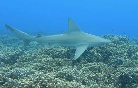 Image result for Carcharhinus plumbeus