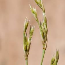 Attēlu rezultāti vaicājumam “Juncaceae”