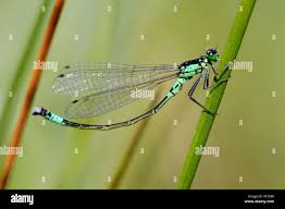 Attēlu rezultāti vaicājumam “Coenagrion armatum male”