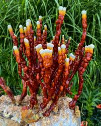 Attēlu rezultāti vaicājumam “Lycogala exiguum aggr. sessile”