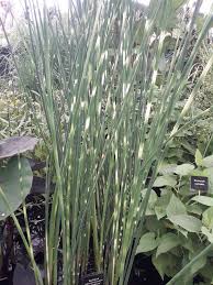 Attēlu rezultāti vaicājumam “Schoenoplectus lacustris subsp. glaucus fruit”