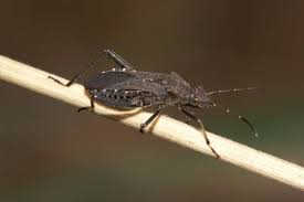 Attēlu rezultāti vaicājumam “Alydus calcaratus imago”