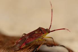 Attēlu rezultāti vaicājumam “Pantilius tunicatus imago”