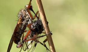 Attēlu rezultāti vaicājumam “Empis sp.”