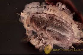 Attēlu rezultāti vaicājumam “Anthribidae”