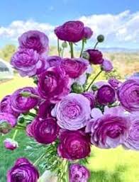 Attēlu rezultāti vaicājumam “Ranunculus mendax flower”