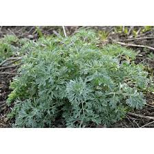 Image result for Artemisia absinthium