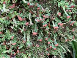 Attēlu rezultāti vaicājumam “Cladonia ochrochlora”