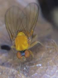 Attēlu rezultāti vaicājumam “Agathomyia wankowiczii”