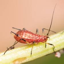 Attēlu rezultāti vaicājumam “Aphis farinosa”