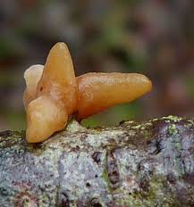 Attēlu rezultāti vaicājumam “Macrotyphula fistulosa”