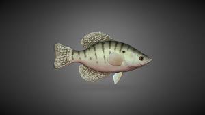 Image result for Pomoxis annularis