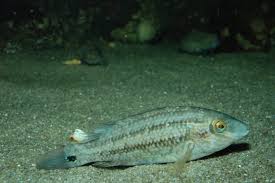 Image result for Symphodus melops