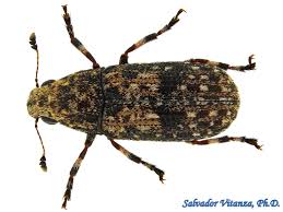 Attēlu rezultāti vaicājumam “Anthribidae”