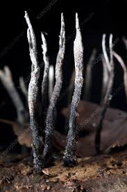 Attēlu rezultāti vaicājumam “Xylaria hypoxylon”