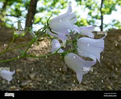 Attēlu rezultāti vaicājumam “Campanula rapunculoides flower”