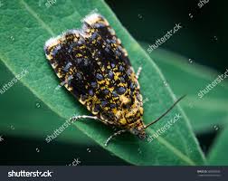 Attēlu rezultāti vaicājumam “Celypha siderana”