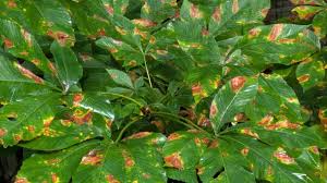 Attēlu rezultāti vaicājumam “Aesculus flava”