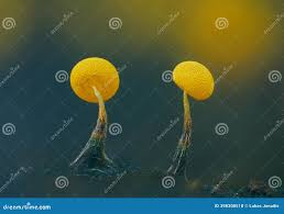 Attēlu rezultāti vaicājumam “Physarum viride”