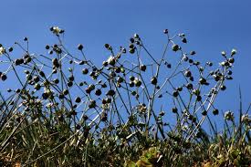 Attēlu rezultāti vaicājumam “Spergula morisonii”