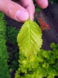 Attēlu rezultāti vaicājumam “Ulmus x hollandica leaf”
