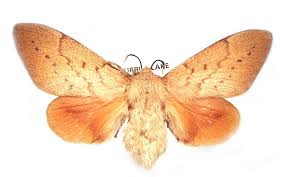 Attēlu rezultāti vaicājumam “Lasiocampidae”