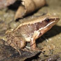 Attēlu rezultāti vaicājumam “Ranidae”