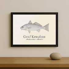 Image result for Menticirrhus littoralis