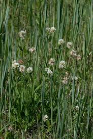 Attēlu rezultāti vaicājumam “Trifolium montanum”