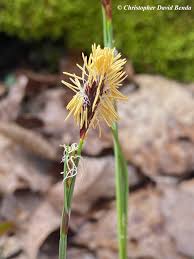 Attēlu rezultāti vaicājumam “Carex arenaria  flower”