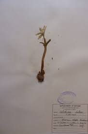 Attēlu rezultāti vaicājumam “Colchicum luteum”