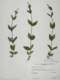 Attēlu rezultāti vaicājumam “Epilobium montanum flower”