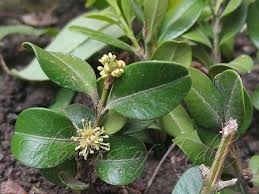 Attēlu rezultāti vaicājumam “Buxus sempervirens flower”
