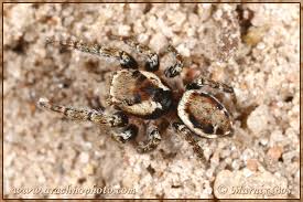 Attēlu rezultāti vaicājumam “Evarcha falcata”