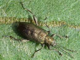 Attēlu rezultāti vaicājumam “Donacia dentata”